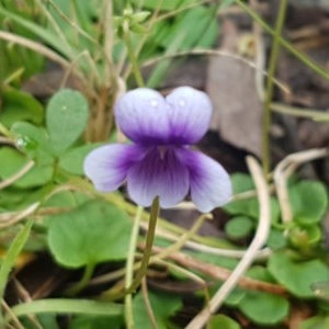 Viola hederacea at Cotter River, ACT - 23 Dec 2020 09:45 AM