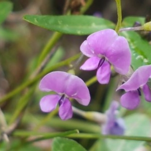 Glycine clandestina at Cotter River, ACT - 23 Dec 2020 09:44 AM