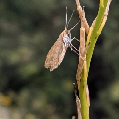 Scopula rubraria (Reddish Wave, Plantain Moth) at Garran, ACT - 22 Dec 2020 by JackyF