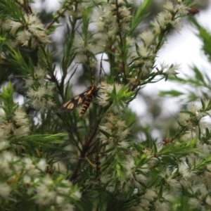 Amata (genus) at Cook, ACT - 21 Dec 2020