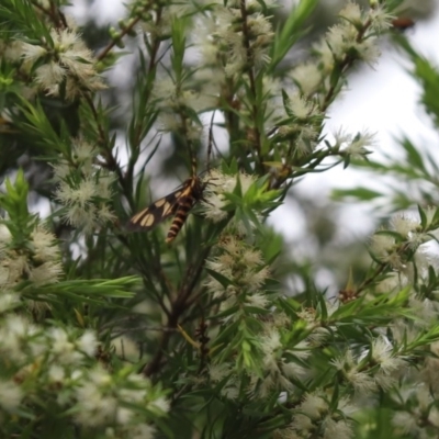 Amata (genus) (Handmaiden Moth) at Cook, ACT - 21 Dec 2020 by Tammy