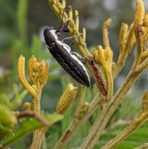 Rhinotia sp. in brunnea-group at Garran, ACT - 23 Dec 2020