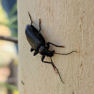 Homotrysis sp. (genus) (Darkling beetle) at Garran, ACT - 23 Dec 2020 by JackyF