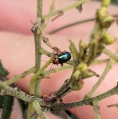 Adoxia benallae (Leaf beetle) at Garran, ACT - 23 Dec 2020 by JackyF