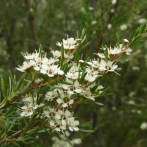 Kunzea ericoides at Kambah, ACT - 21 Dec 2020 03:10 PM