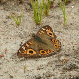 Junonia villida at Kambah, ACT - 21 Dec 2020 03:04 PM