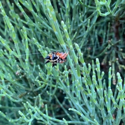 Austracantha minax (Christmas Spider, Jewel Spider) at Murrumbateman, NSW - 23 Dec 2020 by SimoneC