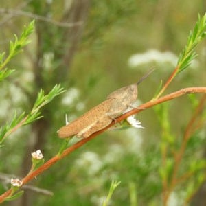 Goniaea australasiae at Kambah, ACT - 21 Dec 2020 02:49 PM