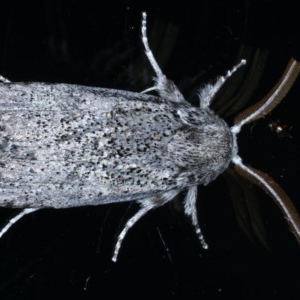 Cryptophasa irrorata at Ainslie, ACT - 15 Dec 2020