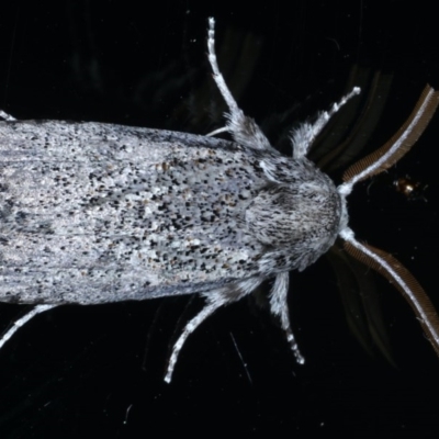 Cryptophasa irrorata (A Gelechioid moth (Xyloryctidae)) at Ainslie, ACT - 15 Dec 2020 by jbromilow50