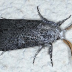 Cryptophasa irrorata at Ainslie, ACT - 15 Dec 2020