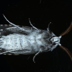 Cryptophasa irrorata at Ainslie, ACT - 15 Dec 2020