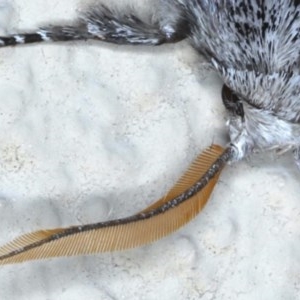 Cryptophasa irrorata at Ainslie, ACT - 15 Dec 2020