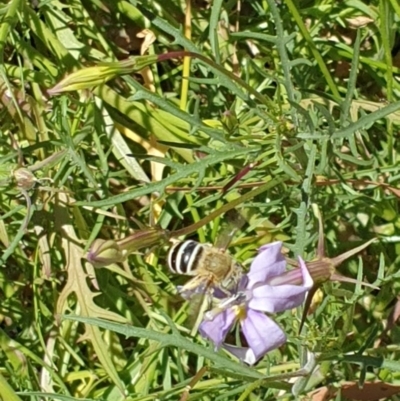 Amegilla (Zonamegilla) asserta (Blue Banded Bee) at Albury, NSW - 20 Dec 2020 by ClaireSee