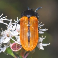 Castiarina rufipennis (Jewel beetle) at Molonglo Valley, ACT - 17 Dec 2020 by Harrisi