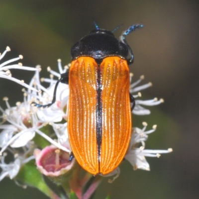 Castiarina rufipennis (Jewel beetle) at Molonglo Valley, ACT - 17 Dec 2020 by Harrisi