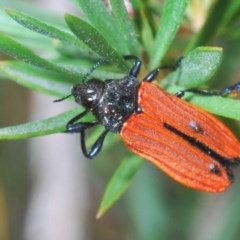 Castiarina nasuta (A jewel beetle) at Molonglo Valley, ACT - 17 Dec 2020 by Harrisi