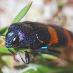 Castiarina klugii at Downer, ACT - 19 Dec 2020 10:52 PM