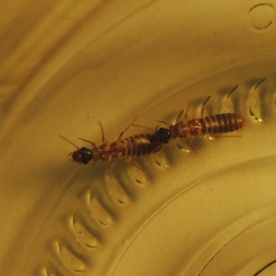 Coptotermes sp. (genus) at Conder, ACT - 4 Nov 2020 by michaelb