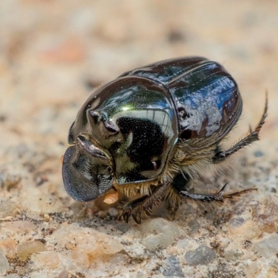 Onthophagus auritus (Dung beetle) at Wanniassa, ACT - 22 Dec 2020 by sciencegal