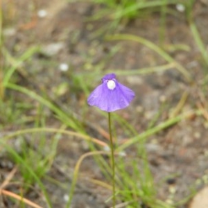 Utricularia dichotoma at Kambah, ACT - 21 Dec 2020 02:42 PM