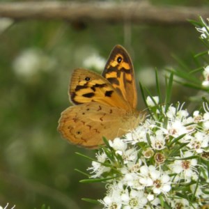 Heteronympha merope at Kambah, ACT - 21 Dec 2020