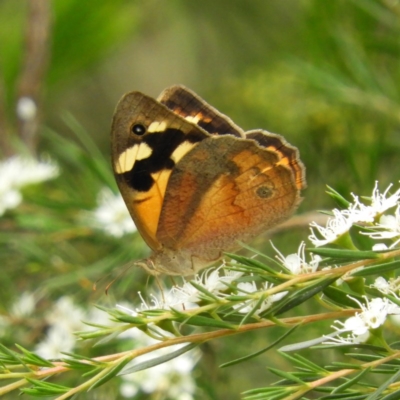 Heteronympha merope (Common Brown Butterfly) at Kambah, ACT - 21 Dec 2020 by MatthewFrawley