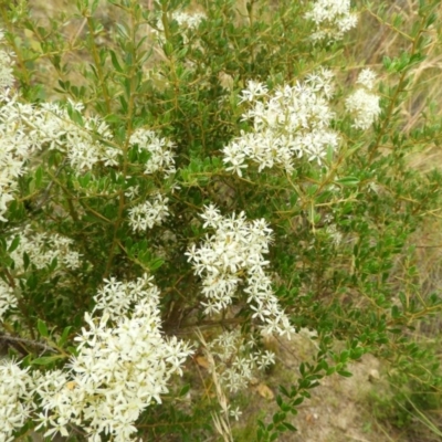 Bursaria spinosa subsp. lasiophylla (Australian Blackthorn) at Kambah, ACT - 21 Dec 2020 by MatthewFrawley