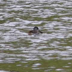 Malacorhynchus membranaceus (Pink-eared Duck) at Candelo, NSW - 23 Dec 2020 by KylieWaldon