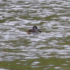 Malacorhynchus membranaceus (Pink-eared Duck) at Candelo, NSW - 23 Dec 2020 by Kyliegw