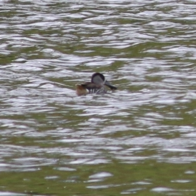 Malacorhynchus membranaceus (Pink-eared Duck) at Candelo, NSW - 23 Dec 2020 by KylieWaldon