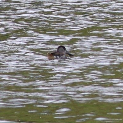 Malacorhynchus membranaceus (Pink-eared Duck) at Candelo, NSW - 23 Dec 2020 by Kyliegw