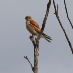 Falco cenchroides (Nankeen Kestrel) at Candelo, NSW - 22 Dec 2020 by Kyliegw