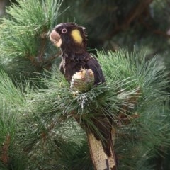Zanda funerea (Yellow-tailed Black-Cockatoo) at Candelo, NSW - 23 Dec 2020 by KylieWaldon