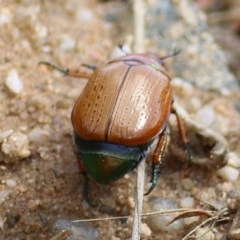 Anoplognathus brunnipennis (Green-tailed Christmas beetle) at Toothdale, NSW - 22 Dec 2020 by KylieWaldon