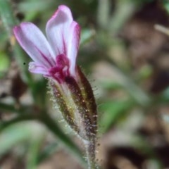 Gypsophila tubulosa (Annual Chalkwort, Chalkwort) at Bolaro, NSW - 18 Dec 2020 by DavidMcKay