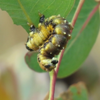 Pergidae sp. (family) (Unidentified Sawfly) at Fisher, ACT - 24 Dec 2020 by SandraH