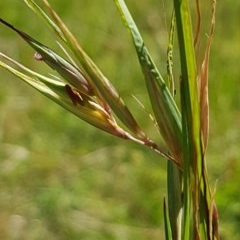 Themeda triandra (Kangaroo Grass) at Griffith, ACT - 23 Dec 2020 by SRoss