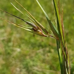 Themeda triandra at Griffith, ACT - 24 Dec 2020