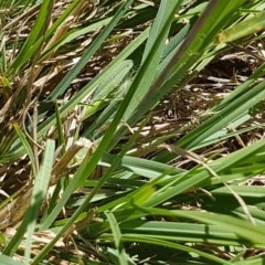 Themeda triandra at Griffith, ACT - 24 Dec 2020