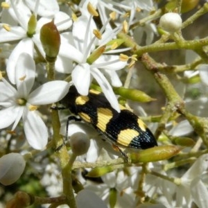 Castiarina australasiae at Theodore, ACT - 24 Dec 2020