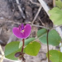 Glycine tabacina (Variable Glycine) at Crace Grasslands - 24 Dec 2020 by trevorpreston