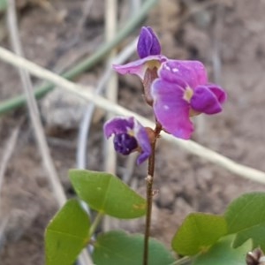 Glycine tabacina at Lyneham, ACT - 24 Dec 2020