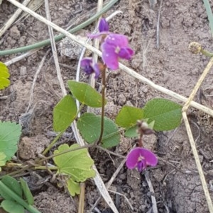 Glycine tabacina at Lyneham, ACT - 24 Dec 2020