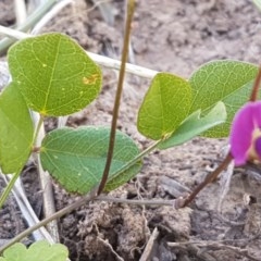 Glycine tabacina at Lyneham, ACT - 24 Dec 2020