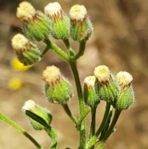 Erigeron sumatrensis at Lyneham, ACT - 24 Dec 2020