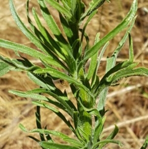 Erigeron sumatrensis at Lyneham, ACT - 24 Dec 2020