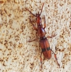 Cyphagogus sp. (Brentid weevil) at Lyneham, ACT - 24 Dec 2020 by tpreston