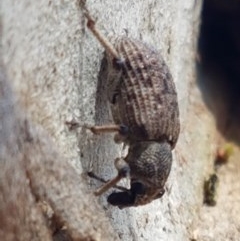 Rhinaria sp. (genus) (Unidentified Rhinaria weevil) at Lyneham, ACT - 24 Dec 2020 by trevorpreston