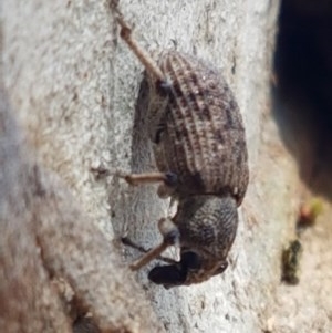 Rhinaria sp. (genus) at Lyneham, ACT - 24 Dec 2020